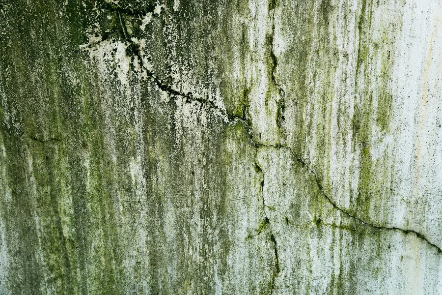 mold remediation Raleigh North Carolina — visible mold on wall being treated